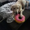 goldenmom4
